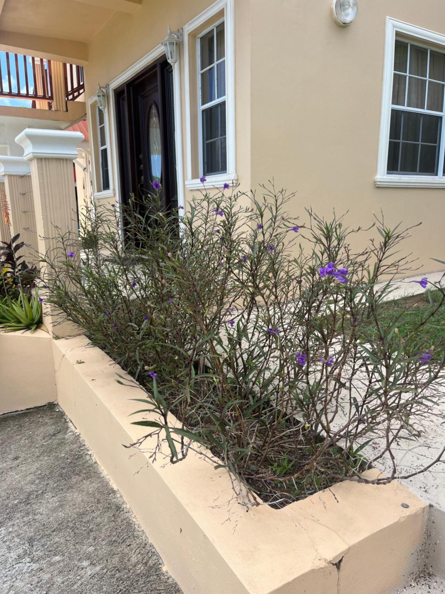 Belle Breeze Haven Apartment Gros Islet Luaran gambar